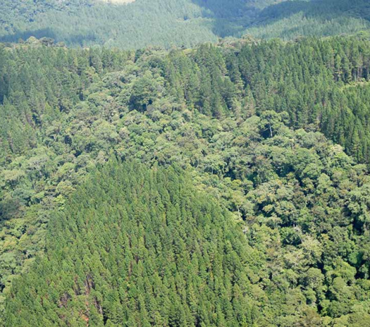 Smurfit Kappa Colombia Recibe Premio A La Excelencia En Manejo Forestal